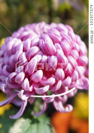 ピンク色に輝く大菊は今が見ごろ【厚物】 ピンク色に輝く大菊は今が見ごろ【厚物】 101977874
