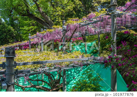 岡山県指定天然記念物 阿智神社 阿知の藤 岡山県指定天然記念物 阿智神社 阿知の藤 101977876