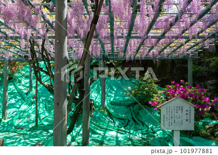 岡山県指定天然記念物 阿智神社 阿知の藤 岡山県指定天然記念物 阿智神社 阿知の藤 101977881