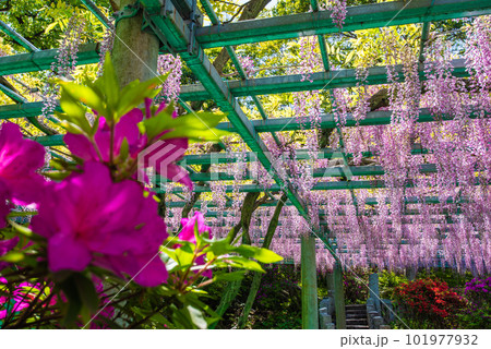 岡山県指定天然記念物　阿智神社　阿知の藤 101977932