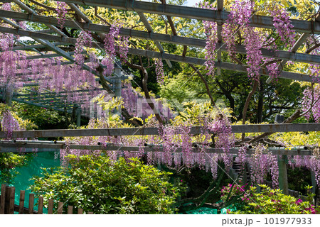 岡山県指定天然記念物　阿智神社　阿知の藤 101977933