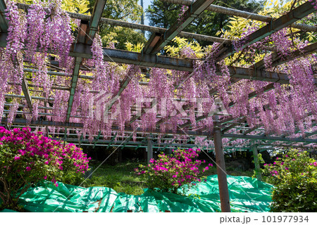 岡山県指定天然記念物 阿智神社 阿知の藤 岡山県指定天然記念物 阿智神社 阿知の藤 101977934