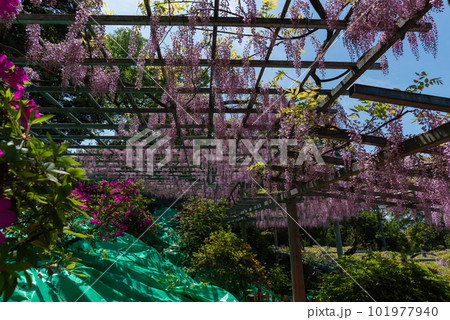 岡山県指定天然記念物　阿智神社　阿知の藤 101977940