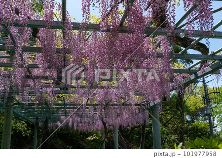 岡山県指定天然記念物　阿智神社　阿知の藤 101977958