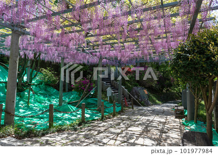 岡山県指定天然記念物　阿智神社　阿知の藤 101977984