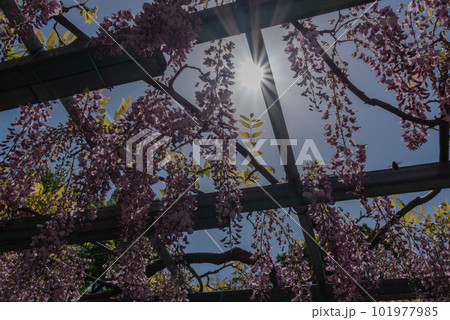 岡山県指定天然記念物 阿智神社 阿知の藤 岡山県指定天然記念物 阿智神社 阿知の藤 101977985
