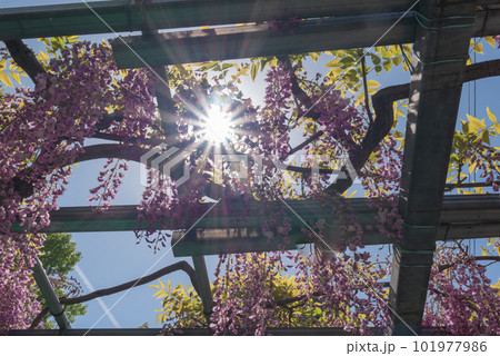 岡山県指定天然記念物 阿智神社 阿知の藤 岡山県指定天然記念物 阿智神社 阿知の藤 101977986