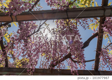 岡山県指定天然記念物 阿智神社 阿知の藤 岡山県指定天然記念物 阿智神社 阿知の藤 101977987