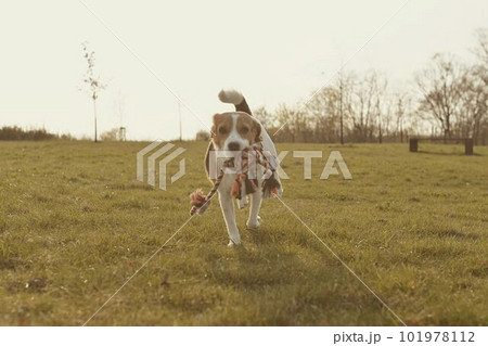 Playful dog on a walk. Cute beagle puppy with dog toy rope. Dog running in the meadow. Playful puppy with dog toy. 101978112