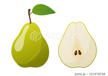 Green pear vegetable vector sketch Green pear vegetable vector sketch 101978599