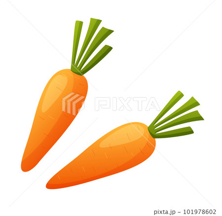 Two carrots isolated on white background 101978602