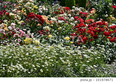 綾部バラ園より 綾部バラ園より 101978671