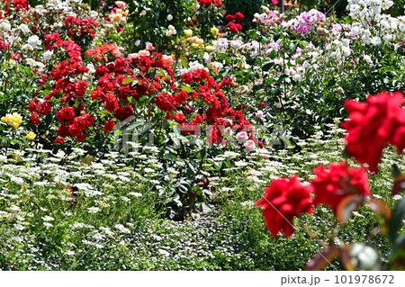 綾部バラ園より 101978672