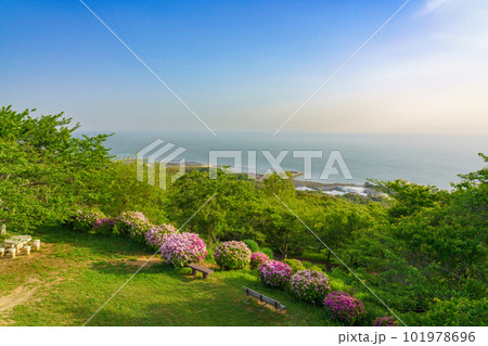 竜王山山頂のツツジ 101978696