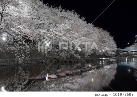 厚狭川河畔沿いの夜桜 101978698