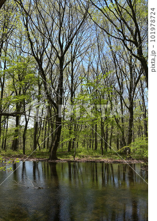 森の池 101978724