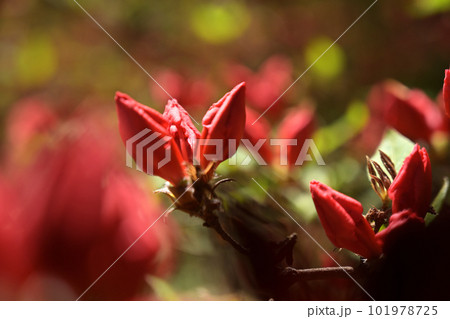 開花前の蕾 101978725