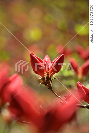 目覚め前 101978726