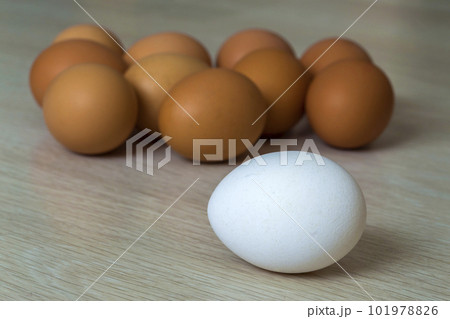 Big white egg and group of yellow eggs on kitchen table light background. Healthy organic food, delicious meal, cholesterol and diet concept. 101978826