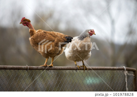 Big red brown hens outdoors sitting on wire fence on bright sunny day on blurred colorful summer copy space background. Farming of poultry, chicken meat and eggs production, healthy food concept. 101978828