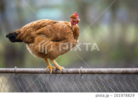 Big red brown hen outdoors sitting on wire fence on bright sunny day on blurred colorful summer copy space background. Farming of poultry, chicken meat and eggs production, healthy food concept. 101978829