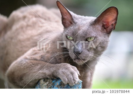 Big gray angry looking Sphinx breed stray cat resting on steet outdoors in summer 101978844