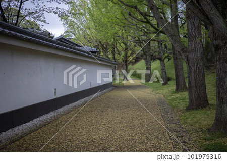 熊本城 辛島町 周辺の風景 熊本城 辛島町 周辺の風景 101979316