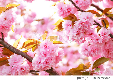 千秋が原ふるさとの森八重桜8 101979502
