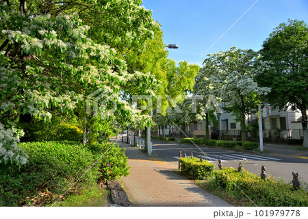 《愛知県》名古屋都市風景　名古屋国際会議場付近のナンジャモンジャ(ヒトツバタゴ)並木道 101979778
