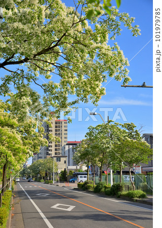 《愛知県》名古屋都市風景 名古屋国際会議場付近のナンジャモンジャ(ヒトツバタゴ)並木道 《愛知県》名古屋都市風景 名古屋国際会議場付近のナンジャモンジャ(ヒトツバタゴ)並木道 101979785
