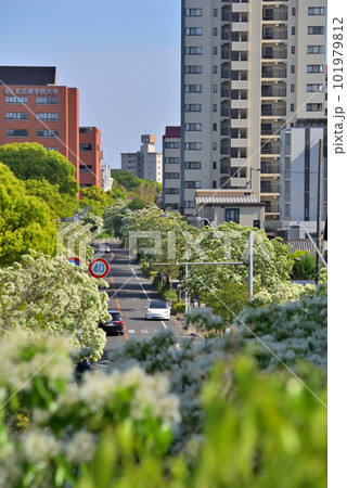 《愛知県》名古屋都市風景 名古屋国際会議場付近の歩道橋から見たナンジャモンジャ(ヒトツバタゴ)並木 《愛知県》名古屋都市風景 名古屋国際会議場付近の歩道橋から見たナンジャモンジャ(ヒトツバタゴ)並木 101979812