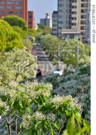 《愛知県》名古屋都市風景 名古屋国際会議場付近の歩道橋から見たナンジャモンジャ(ヒトツバタゴ)並木 《愛知県》名古屋都市風景 名古屋国際会議場付近の歩道橋から見たナンジャモンジャ(ヒトツバタゴ)並木 101979814