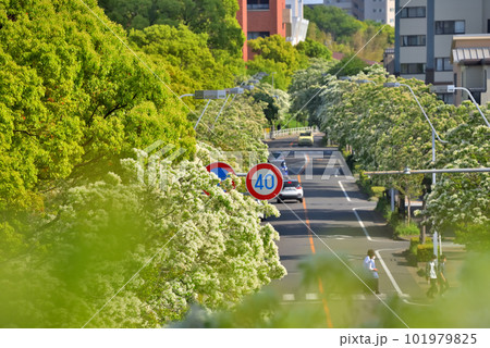 《愛知県》名古屋都市風景 名古屋国際会議場付近の歩道橋から見たナンジャモンジャ(ヒトツバタゴ)並木 《愛知県》名古屋都市風景 名古屋国際会議場付近の歩道橋から見たナンジャモンジャ(ヒトツバタゴ)並木 101979825