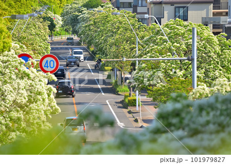 《愛知県》名古屋都市風景 名古屋国際会議場付近の歩道橋から見たナンジャモンジャ(ヒトツバタゴ)並木 《愛知県》名古屋都市風景 名古屋国際会議場付近の歩道橋から見たナンジャモンジャ(ヒトツバタゴ)並木 101979827
