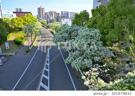 《愛知県》名古屋都市風景　名古屋国際会議場付近の歩道橋から見たナンジャモンジャ(ヒトツバタゴ)並木 101979832