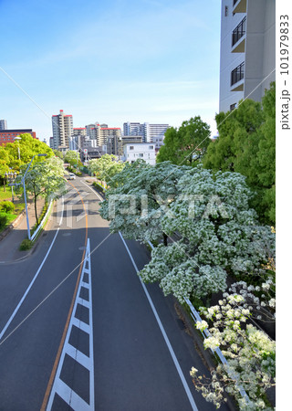 《愛知県》名古屋都市風景　名古屋国際会議場付近の歩道橋から見たナンジャモンジャ(ヒトツバタゴ)並木 101979833