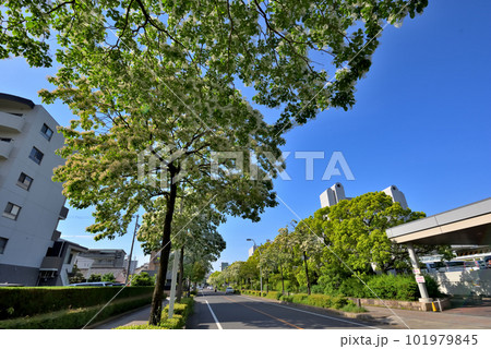 《愛知県》名古屋都市風景　名古屋国際会議場付近のナンジャモンジャ(ヒトツバタゴ)並木道 101979845