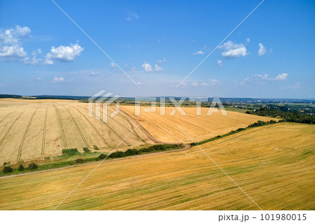Aerial landscape view of yellow cultivated agricultural field with dry straw of cut down wheat after harvesting 101980015