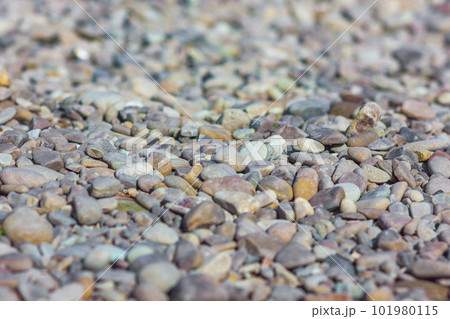 Abstract background with dry grey round big and small sea reeble Abstract background with dry grey round big and small sea reeble 101980115