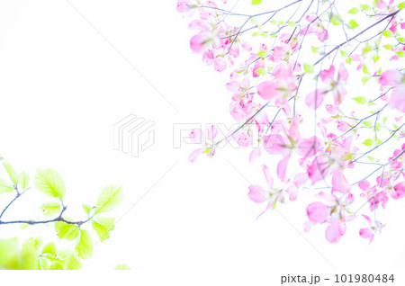 ハナミズキとモクレン ハナミズキとモクレン 101980484