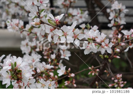 山桜桃梅ユスラウメ 満開 山桜桃梅ユスラウメ 満開 101981186