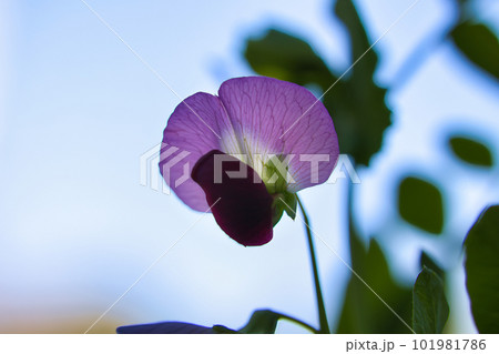 赤紫色の綺麗なえんどう豆の花 赤紫色の綺麗なえんどう豆の花 101981786