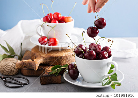 Fresh sweet cherries in cups 101981916