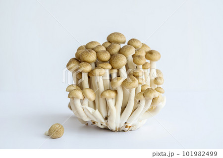 Shimeji mushrooms on white. 101982499
