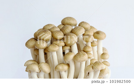Shimeji mushrooms on white. Shimeji mushrooms on white. 101982500