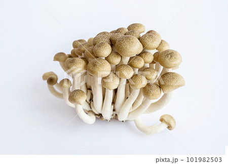 Shimeji mushrooms on white. Shimeji mushrooms on white. 101982503