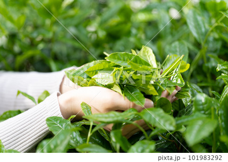 お茶　茶摘み　手元 101983292