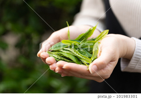 お茶 茶摘み 手元 お茶 茶摘み 手元 101983301