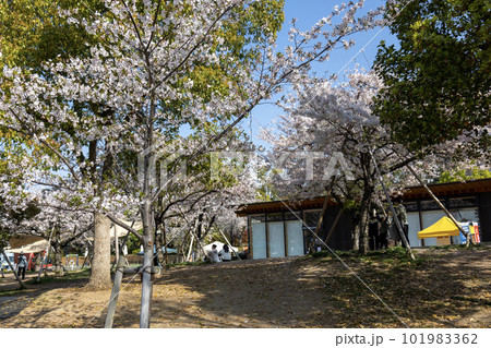 大阪天王寺公園エントランスエリア“てんしば”の桜の木(2023年4月1日撮影) 大阪天王寺公園エントランスエリア“てんしば”の桜の木(2023年4月1日撮影) 101983362