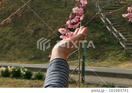 手を添える枝垂れ桜 手を添える枝垂れ桜 101983741
